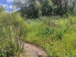 Flora del Cerro Masatrigo